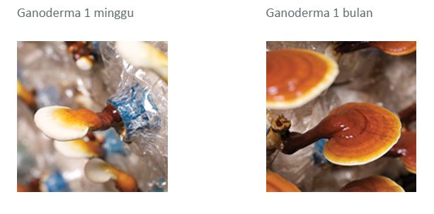 ganoderma-1-minggu-ke-1-bulan