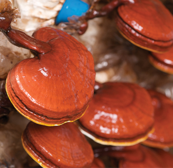 ganoderma-lucidum