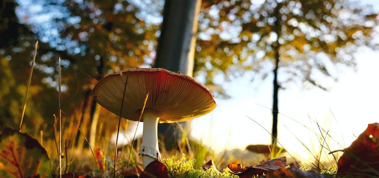 ganoderma-mushroom-lingzhi-reishi